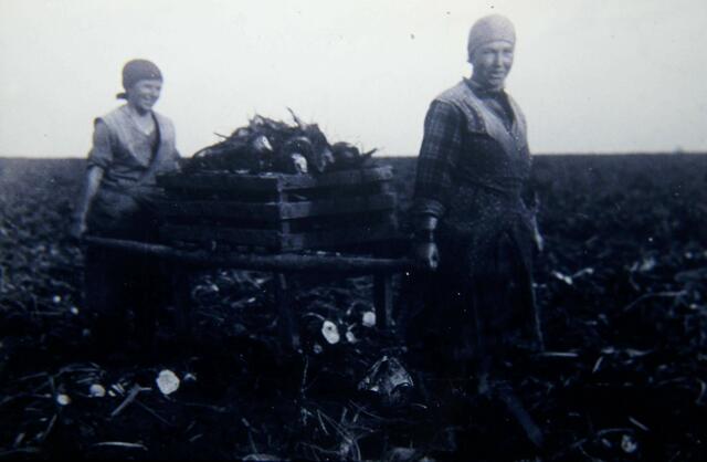 Rübenernte Koldingen war noch Handarbeit aber sicher.