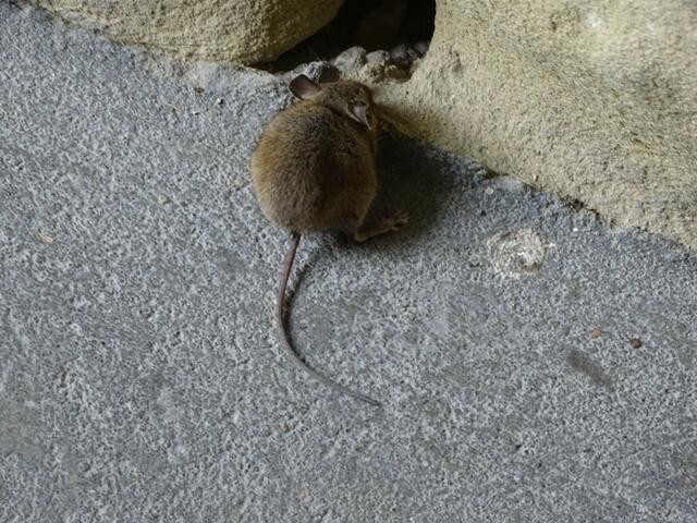 Haselmaus