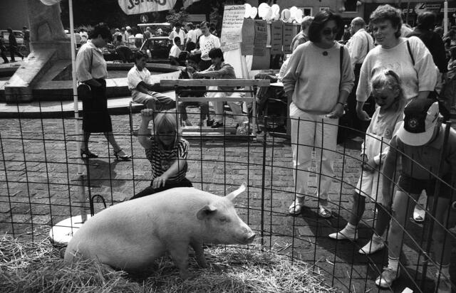 Tierisches Rätsel: Ein Schweinchen zum Streicheln