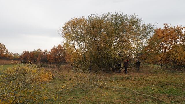 Viel zu tun: Ein großes Weidengebüsch hatte das Gewässer in der Vergangenheit ausgeschattet und durch den Laubeintrag dazu geführt, dass es in den nächsten Jahren verlandet wäre. Foto: NAJU Langenhagen