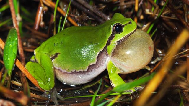 Vom Einsatz profitiert unter anderem der Laubfrosch. Er ist auf besonnte Kleingewässer, die sich im Frühjahr schnell erwärmen besonders angewiesen. Foto: NABU Langenhagen / Ricky Stankewitz