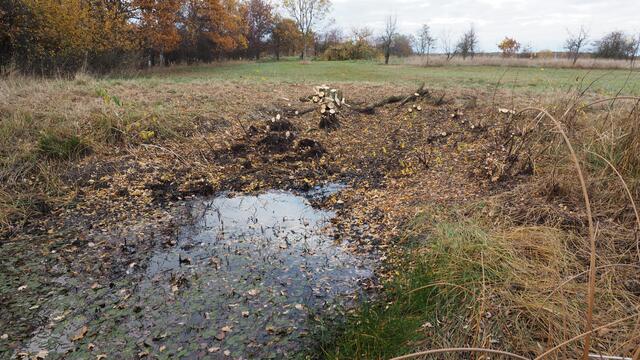 Geschaft! Am Ende hat die NAJU die Herausforderung gemeistert und das Gewässer wieder freigestellt. Foto: NAJU Langenhagen