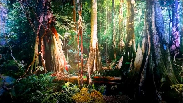 Das Wald-Kontrastprogramm: Im Regenwaldpanorama