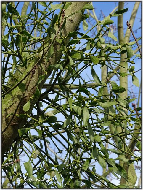 Mistel - immergrüne Kugel und mystische Heilpflanze: https://www.myheimat.de/langenhagen/natur/mistel-immergruene-kugel-und-mystische-heilpflanze-d2847000.html (Foto: Katja Woidtke)
