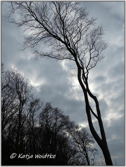 Gänsehaut im Gespensterwald: https://www.myheimat.de/nienhagen/freizeit/gaensehaut-im-gespensterwald-bei-nienhagen-d2869723.html (Foto: Katja Woidtke)