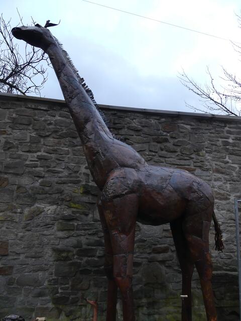 Giraffe