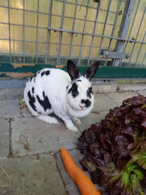 Pünktchen (Pflegestelle)