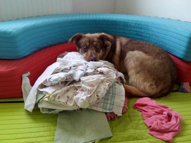 Belina (Pflegestelle)