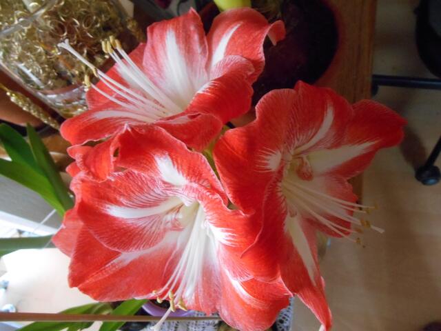 Lady white/red aus Holland