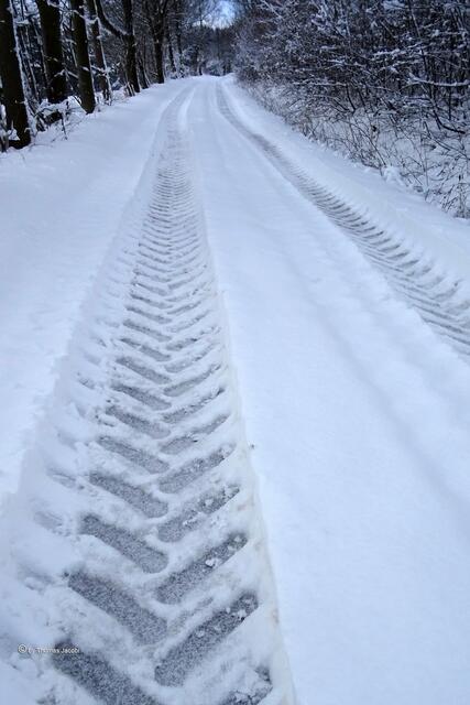 zwischen Königswalde und Kleinrückerswalde Richtung Marktsteig