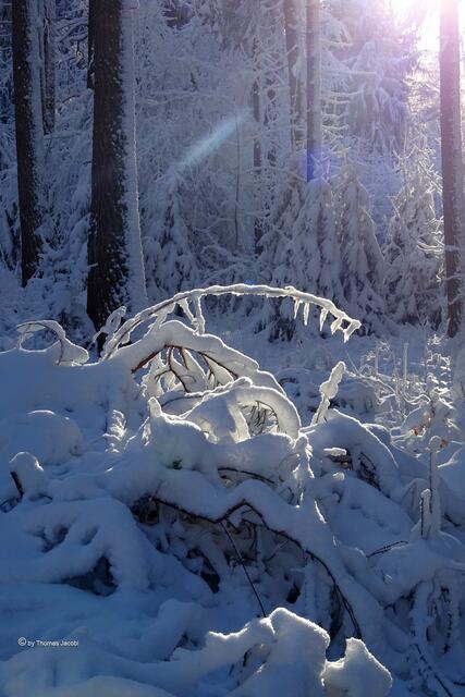 zwischen Grumbach und Königswalde