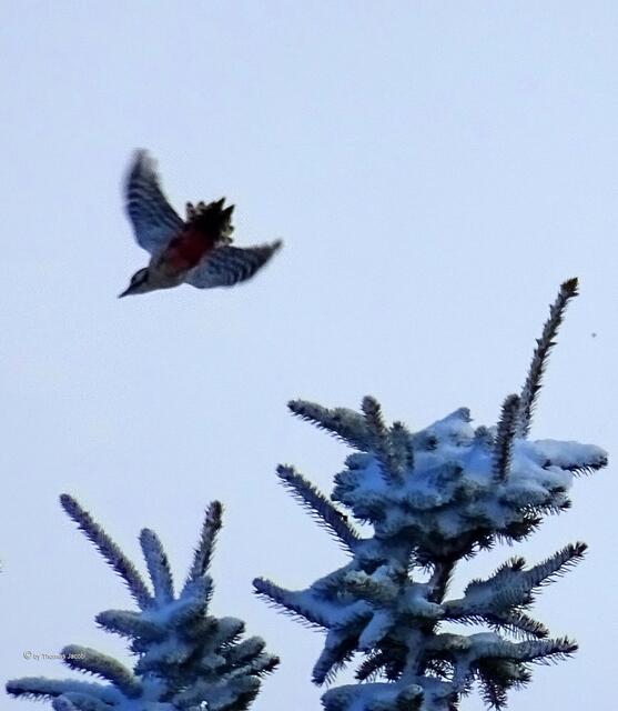 Buntspecht beim Absturz 🤣
