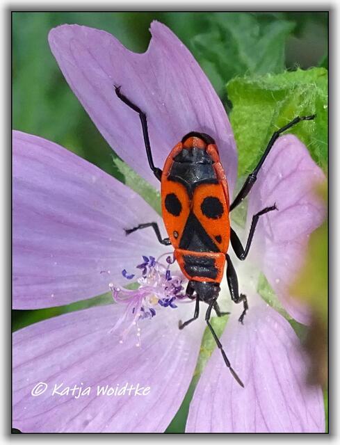 Wenn die Feuerwanzen tanzen: https://www.myheimat.de/langenhagen/natur/wenn-die-feuerwanzen-tanzen-d2905660.html (Foto: Katja Woidtke)