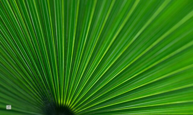Grafisches Muster einer Palme