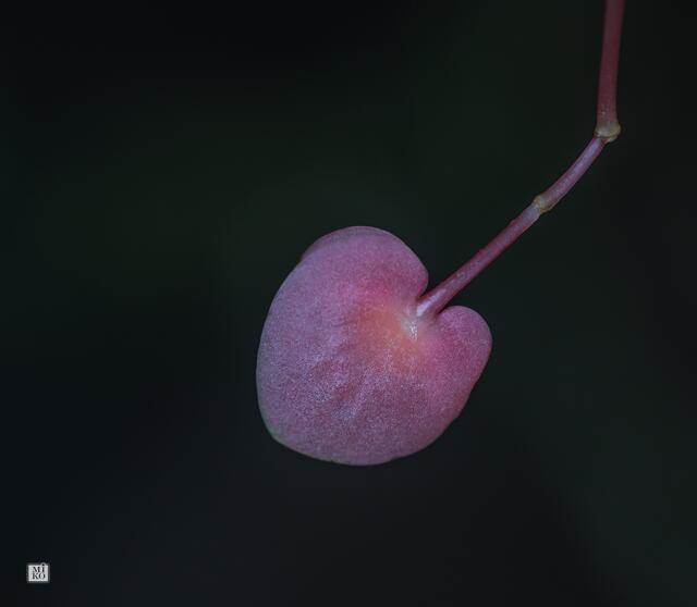 "herzliche" Blüte