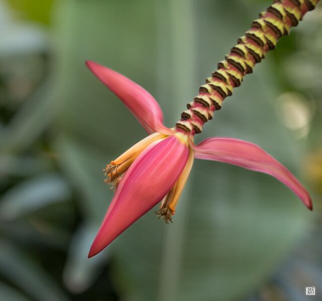 Bananenblüte