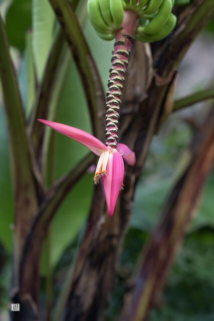 Banane mit Blüte
