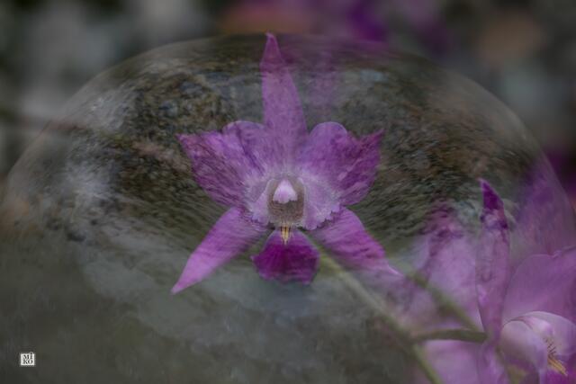 Doppelbelichtung - zuerst habe ich die Fontäne aufgenommen und danach die Orchidee. Dann habe ich beide Aufnahmen in der Kamera zusammenrechnen lassen.