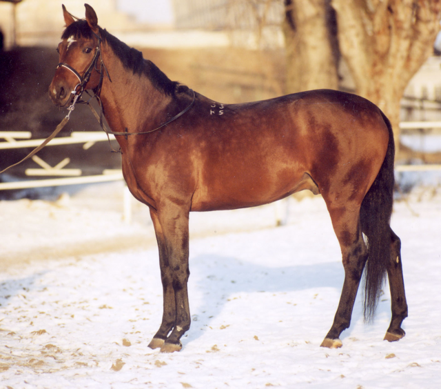 Trakehner > Foto gemeinfrei > https://de.wikipedia.org/wiki/Trakehner | Foto: wie vor