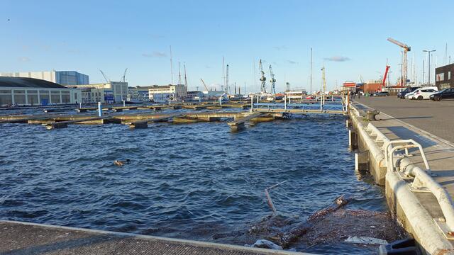 Am Nachmittag erreichte das Hochwasser die hoch angelegte Kaikante des Westhafens. Foto: Helmut Kuzina
