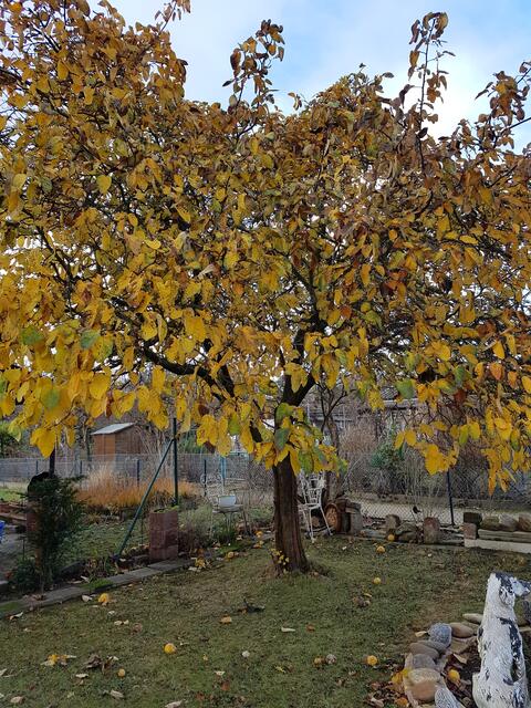 einzelne Früchte fallen auch noch !