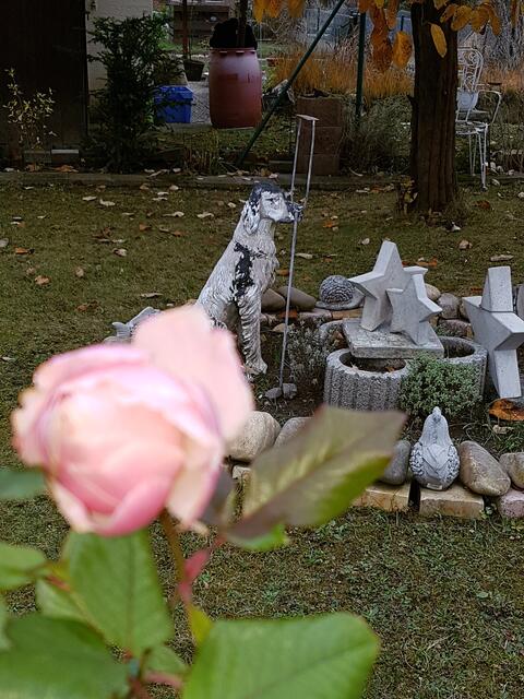 die letzten Rosen bis in den Dezember hinein !