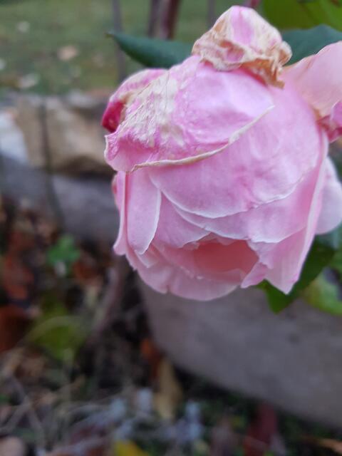 wenn Rosen ihre Köpfchen hängen lassen......