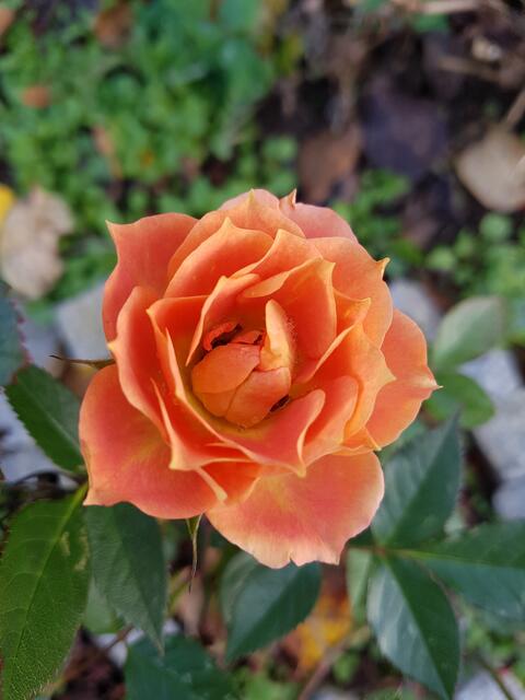 einfach und schön blühen sie so vor sich hin !