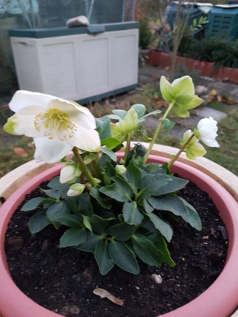 Christrosen, will ich im Garten eingraben, so bald es die Wetterlage wieder zuläßt !