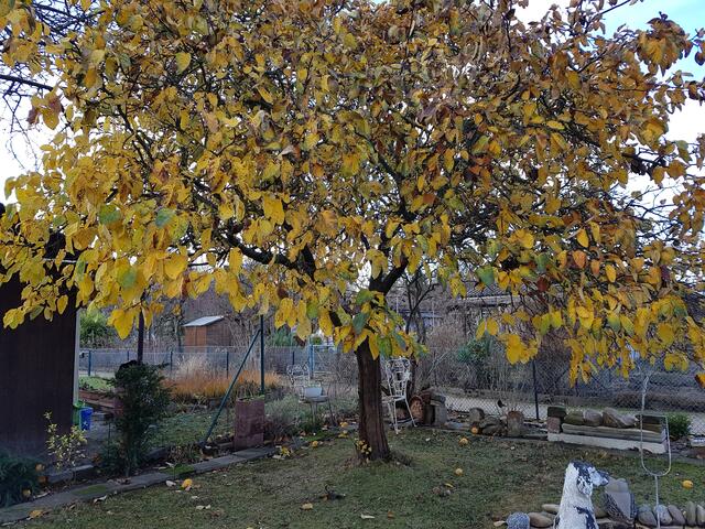 mein Quittenbaum will einfach nicht viel von seinen Blättern sich trennen !