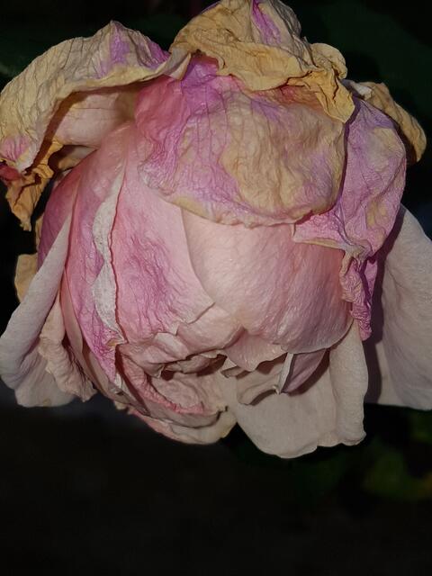 selbst im Vergehen ...der Rose zeigt sie mit aller Kraft ihre Würde !