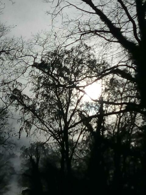 Noch im Nebel,steht der Wald ---doch schon dringt das Licht hindurch !