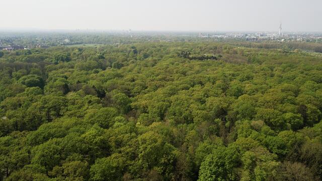 Damals befand sich zwischen Hannover, Braunschweig und Hildesheim ein durchgehendes Waldgebiet, der Nordwald. Die Eilenriede ist wohl der westlichste Bereich davon gewesen, begrenzt durch die sumpfige Leineaue. | Foto: Fabian Wolter