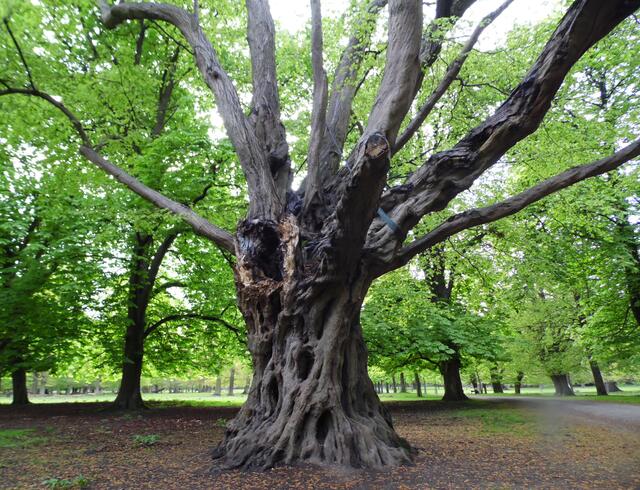Auch diese Hainbuche, Ludwig-Richter-Buche genannt, kennt wohl jeder Tiergartenbesucher. Aber der berühmte Maler der Romantik hat sie sicher nicht gemalt. Es ist nur ein Gerücht. Der Märchenbaum ist um die 300 bis 350 Jahre alt. Stammumfang 5,40.