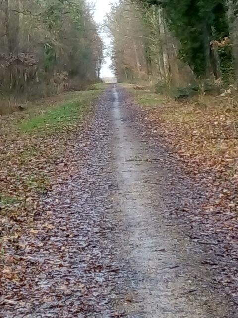 Weiter Waldweg ...und ich träume so vor mich hin !