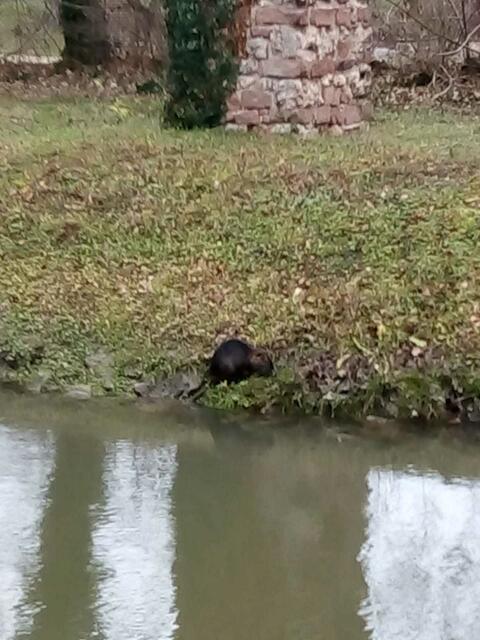 Ein Biber sitzt am anderen Uferrand !