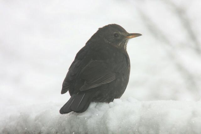 ...so viel Schnee!!!