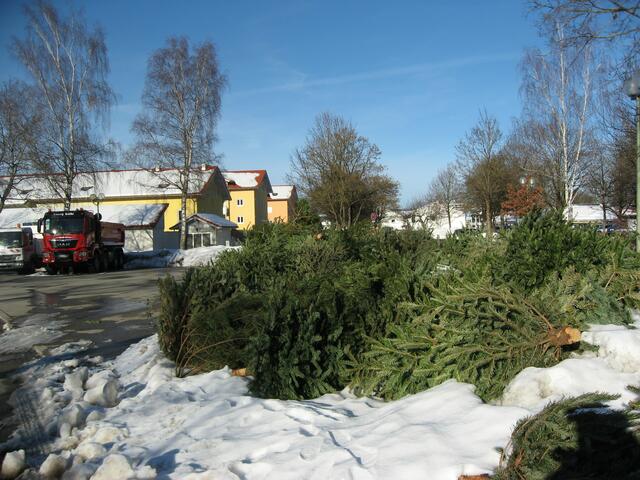 Christbaum-Sterben. Dazu Verse eines schwäbischen Dichters:                                                                                  " Wenn ebbes im Herza ewig schtrahlt und ganz fescht verankert bleibt, nau isch dös a Tannabäumle aus'm Wald und d'r Glanz d'r Weihnachtszeit. (Martin Egg; "Es weihnachtat"). Vor genau 24 Tagen war Heiliger Abend.