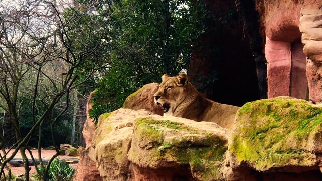 18. Januar 2019. Erlebnis-Zoo Hannover. Berberlöwen.