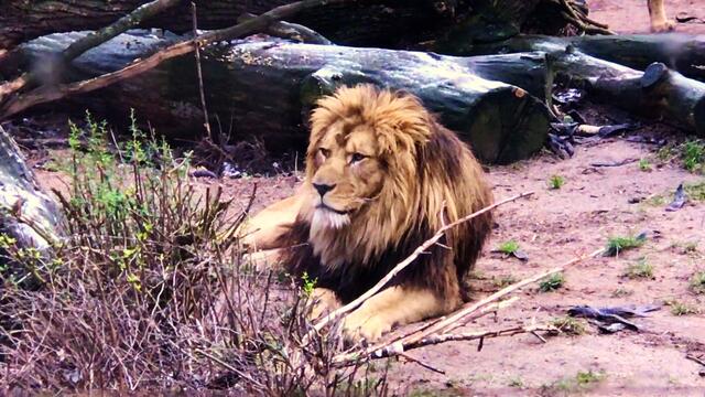 18. Januar 2019. Erlebnis-Zoo Hannover. Berberlöwen.