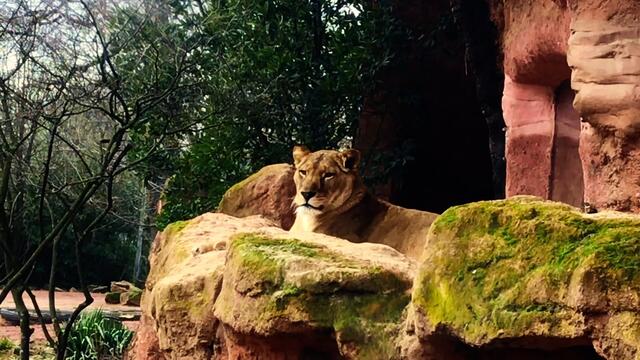 18. Januar 2019. Erlebnis-Zoo Hannover. Berberlöwen.
