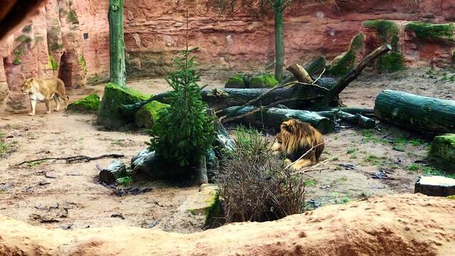 18. Januar 2019. Erlebnis-Zoo Hannover. Berberlöwen.