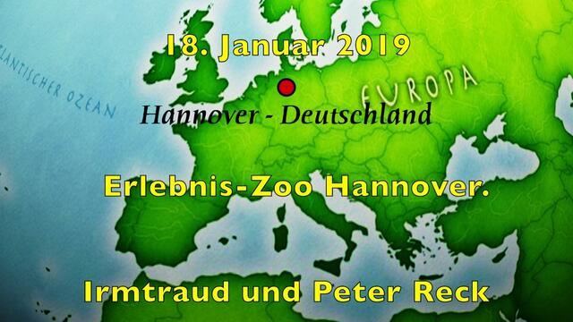 18. Januar 2019. Erlebnis-Zoo Hannover. Berberlöwen.