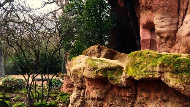 18. Januar 2019. Erlebnis-Zoo Hannover. Berberlöwen.