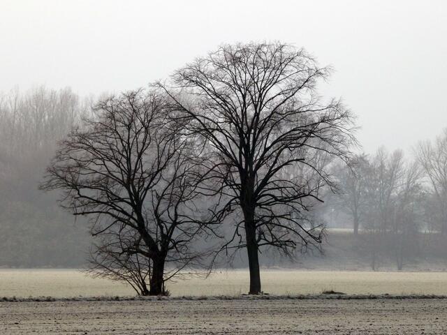 Und immer wieder diese schönen, alleinstehenden Bäume zwischen den Feldern....