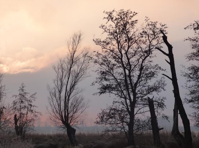 Wie Scherenschnitte gegen den Abendhimmel