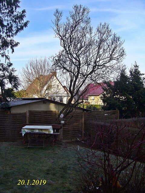 3  20.1.2019 - Sonntagsbilder - Fliederbaum (3) ! Temp: 6:02 / 9,8°C minus und 9:22 minus 6,7°C / Es werden Höchsttemperaturen von 1° (gefühlt: 1°) und leichte Brise (7 km/h) aus Ostnordost mit schwachen Böen (17 km/h) erwartet. Es kommt zu Niederschlagsmengen von 0 l/m², die Niederschlagswahrscheinlichkeit beträgt 11%, die Sonne scheint 7 Stunden.