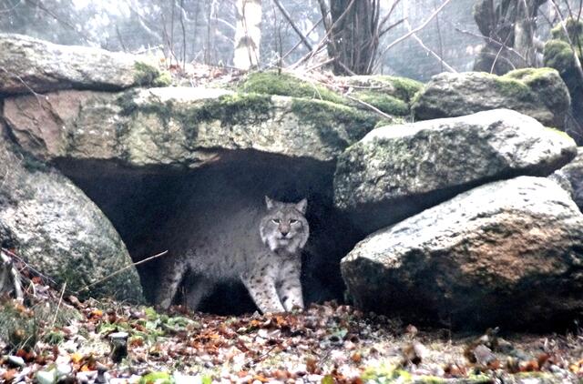 Luchs im Luchsgehege