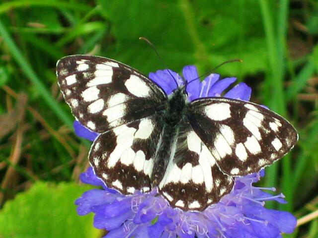 Schachbrettfalter (Melanargia galathea)