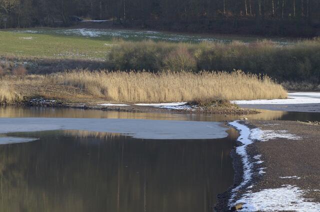 den Vorstauteich haben zwei Nilgänse ......